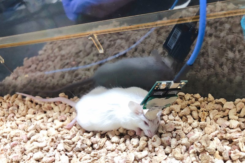 马斯克人脑接口技术_马斯克提及Neuralink未来计划：2025年将为部分患者提供脑机接口植入_马斯克发明植入脑机接口