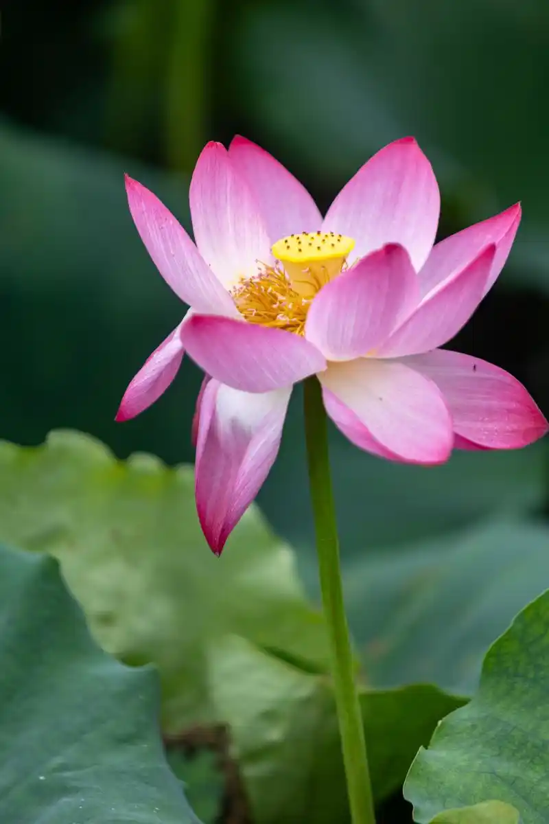 走出舒适区：挑战自我的经历_走出舒适区挑战不可能_走出舒适区的经历