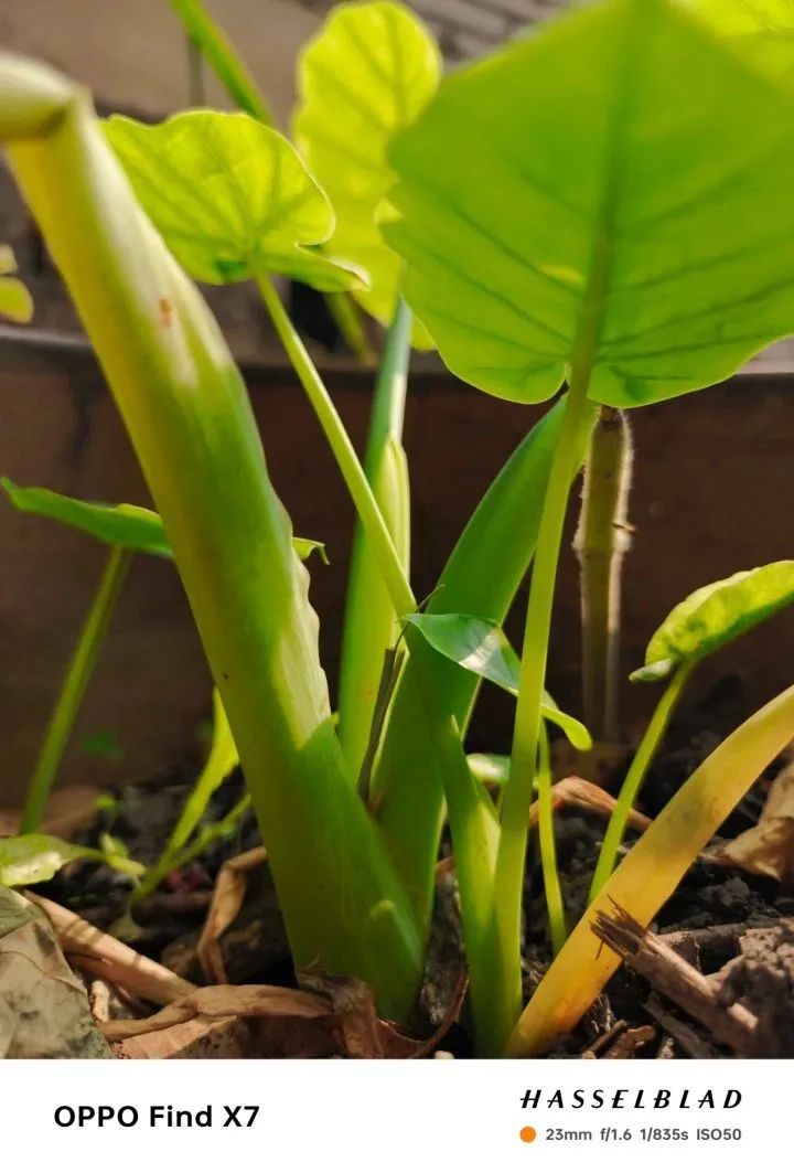 手机系统体验软件_在线升级手机系统_最新手机系统如何提升在线学习的体验？